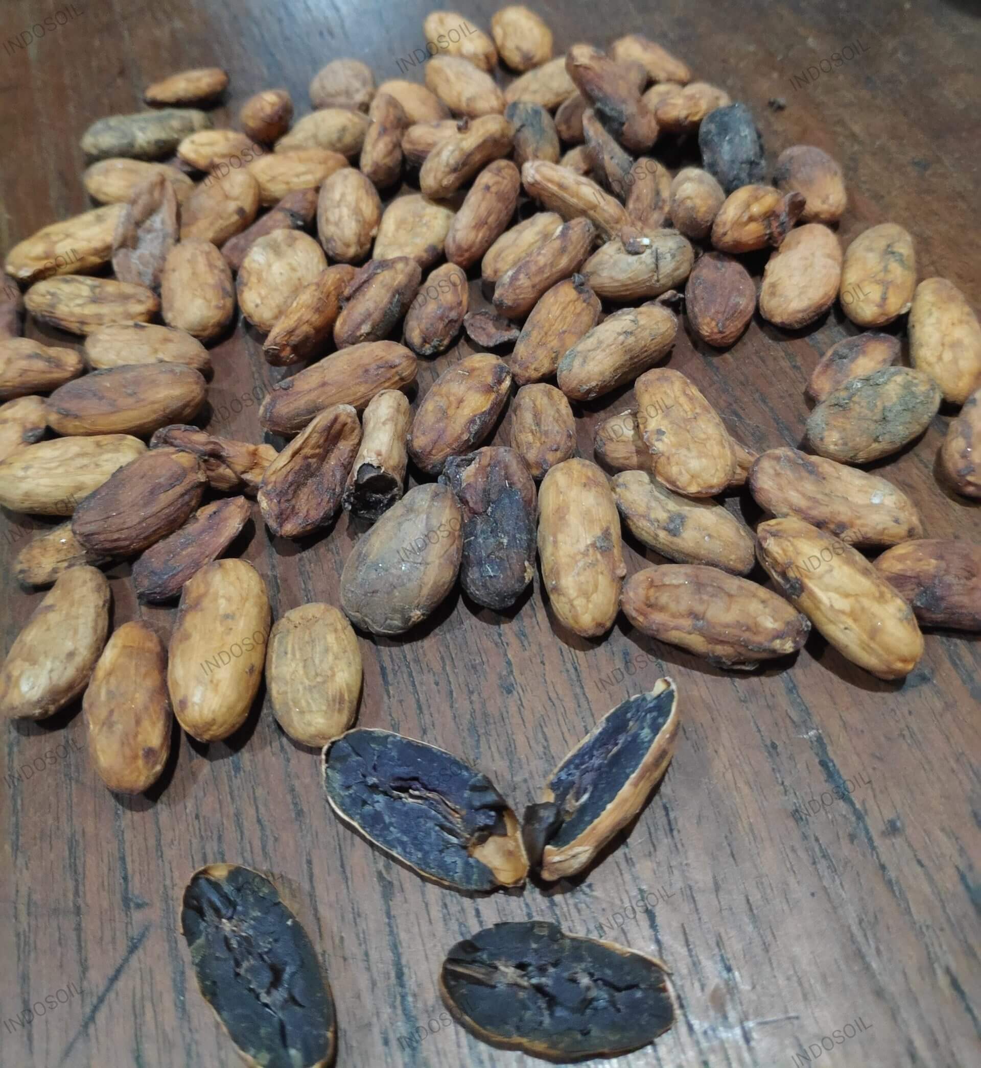 Indonesian Cocoa Beans for Export – Premium Cacao Supplier