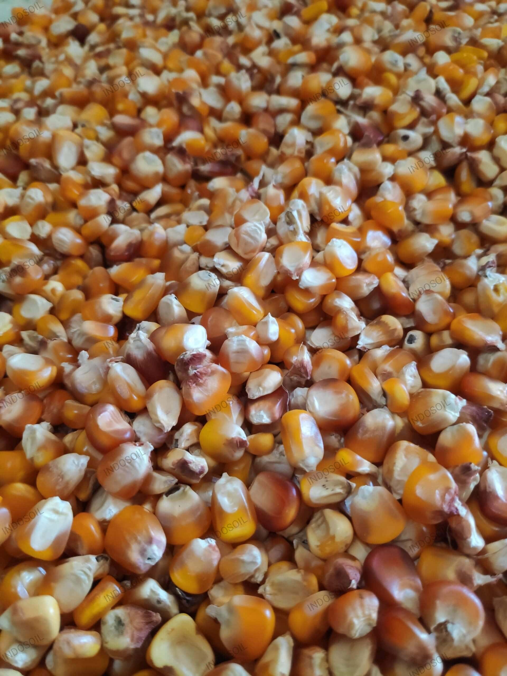 Indonesian corn for animal feed industry – bulk shipment