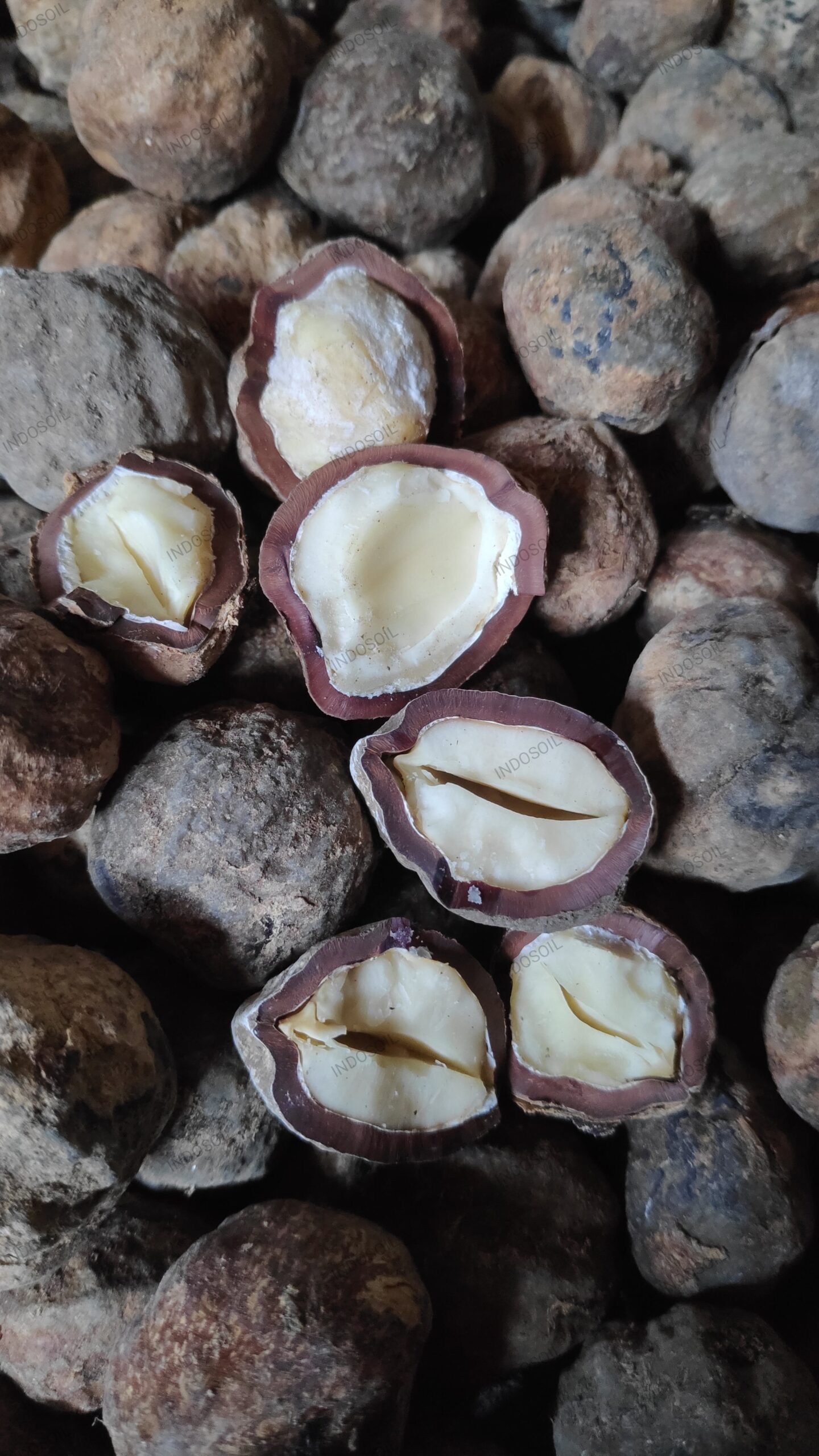 Kemiri (candlenut) with high oil content for cosmetic use