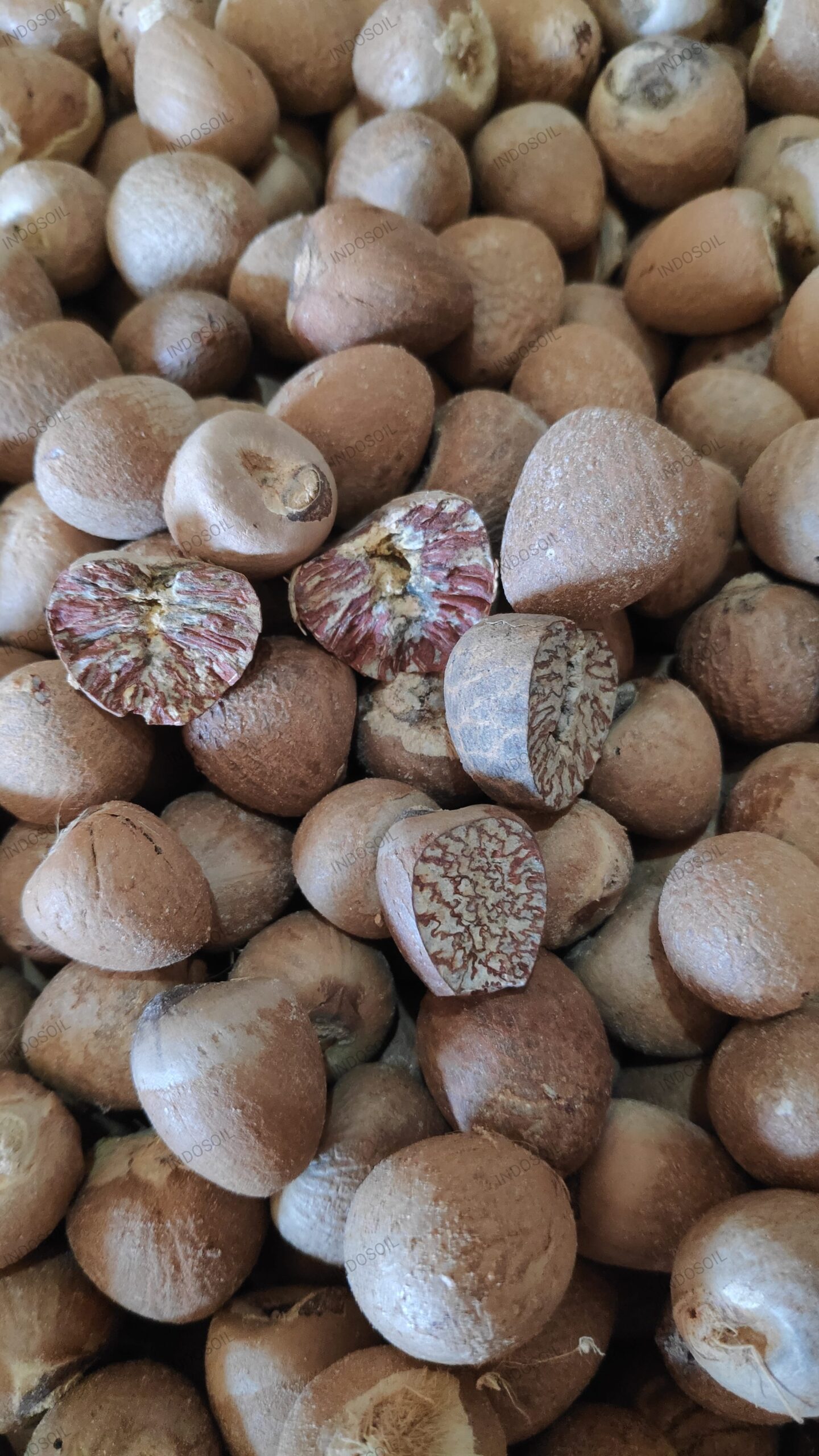 Premium Indonesian betel nuts – sun-dried, whole and split